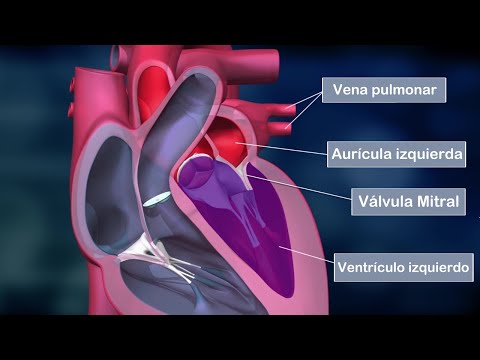 Video: ¿Cuáles son las cuatro partes del corazón?