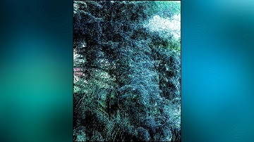 Monsoon Cortex - Fall