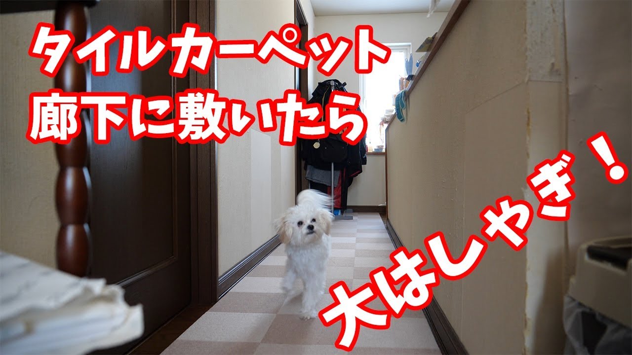 大はしゃぎ わんこがフローリングで滑るからタイルカーペット敷いてみた Youtube