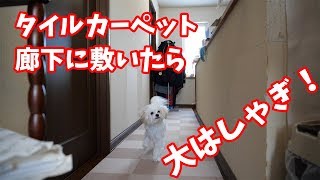 【大はしゃぎ！】わんこがフローリングで滑るからタイルカーペット敷いてみた！