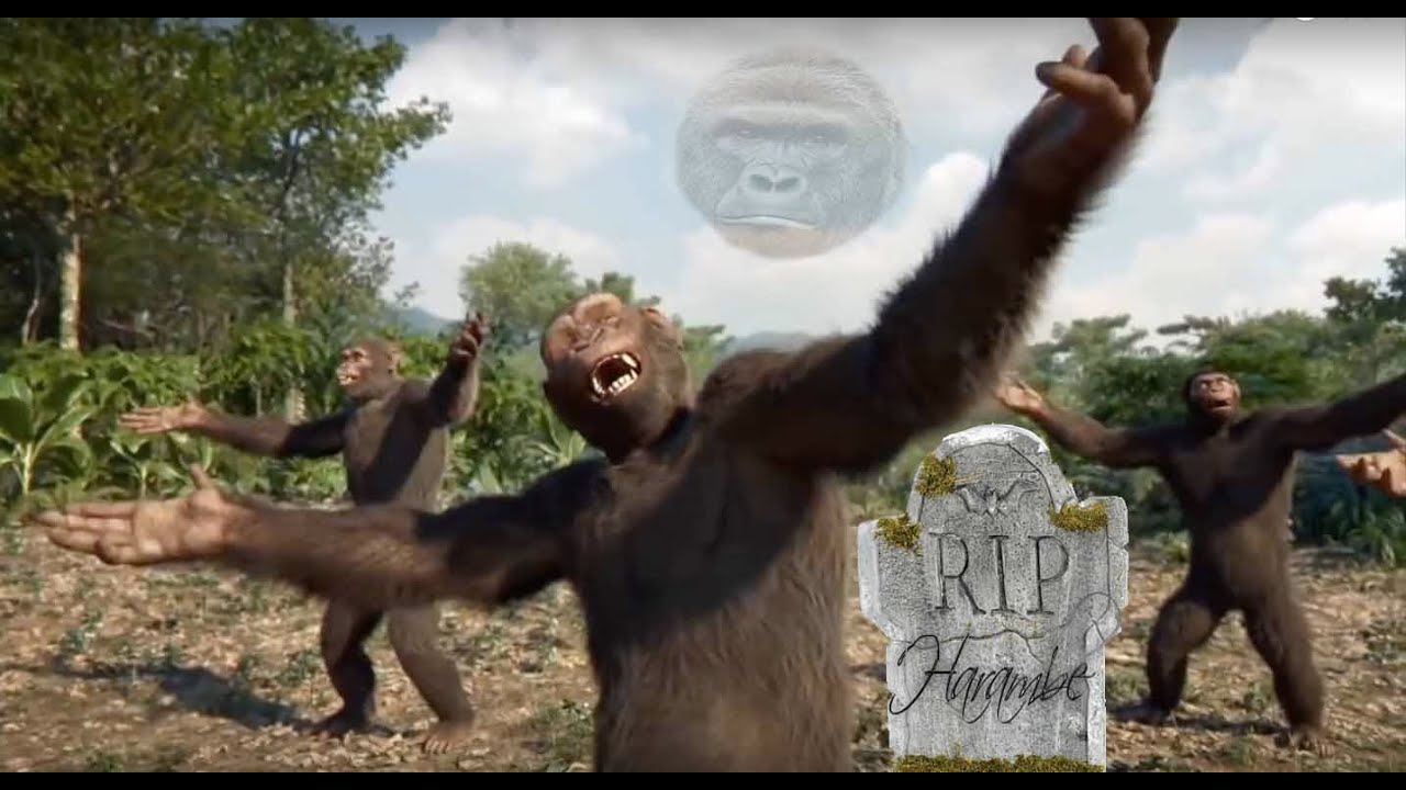 Harambe S Funeral Dance Tribute Youtube