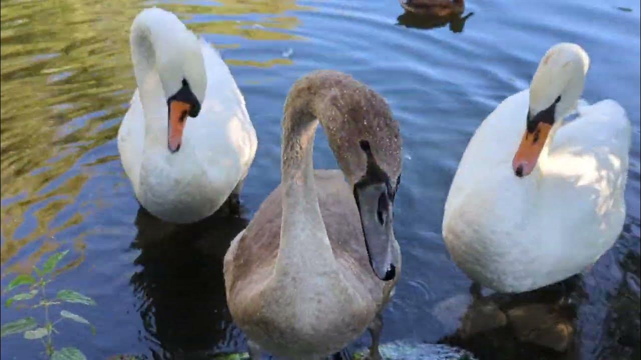 Swan parents with one YouTube