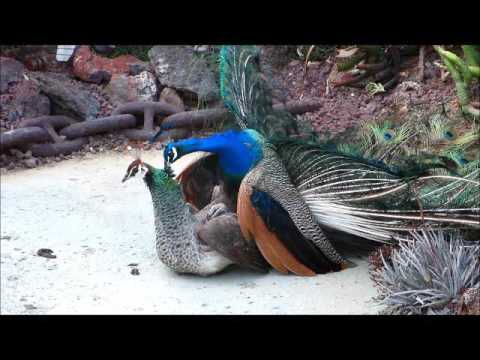 Peacock Mating 13