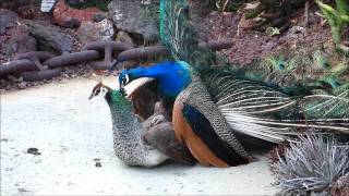 Peacock Mating 13 Peacock Mating 13