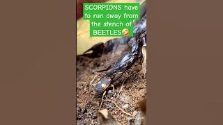 Scorpions have to run away when they smell the stench from the beetle's spray.😅
