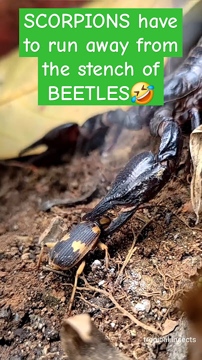 Scorpions have to run away when they smell the stench from the beetle's spray.😅
