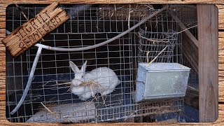 When Is Your Rabbit Ready For Her Nest Box