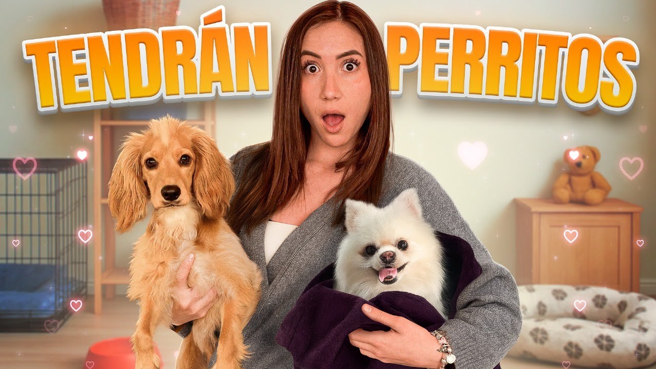 ¡Mis perritas van a tener bebés!