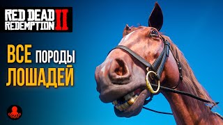 ГДЕ НАЙТИ ВСЕХ ЛОШАДЕЙ в Red Dead Redemption 2 | RDR2