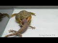 African Bullfrog Eats Giant Gecko | Warning Live Feeding