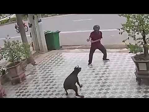 Man chasing dog. Defend against dog attack - Funny moments.