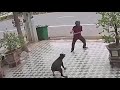 Man chasing dog. Defend against dog attack - Funny moments.