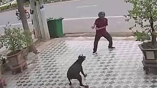 Man chasing dog. Defend against dog attack - Funny moments. screenshot 4