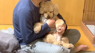 リンパマッサージが気持ち良すぎてうっとりする大きいトイプードル【デカプー】【トイプードルのロアくん】【toy poodle】 by トイプードルのロアくん 57,061 views 1 month ago 4 minutes, 32 seconds