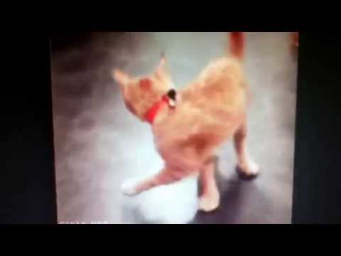 funny-and-cute-cat-gifs!!!