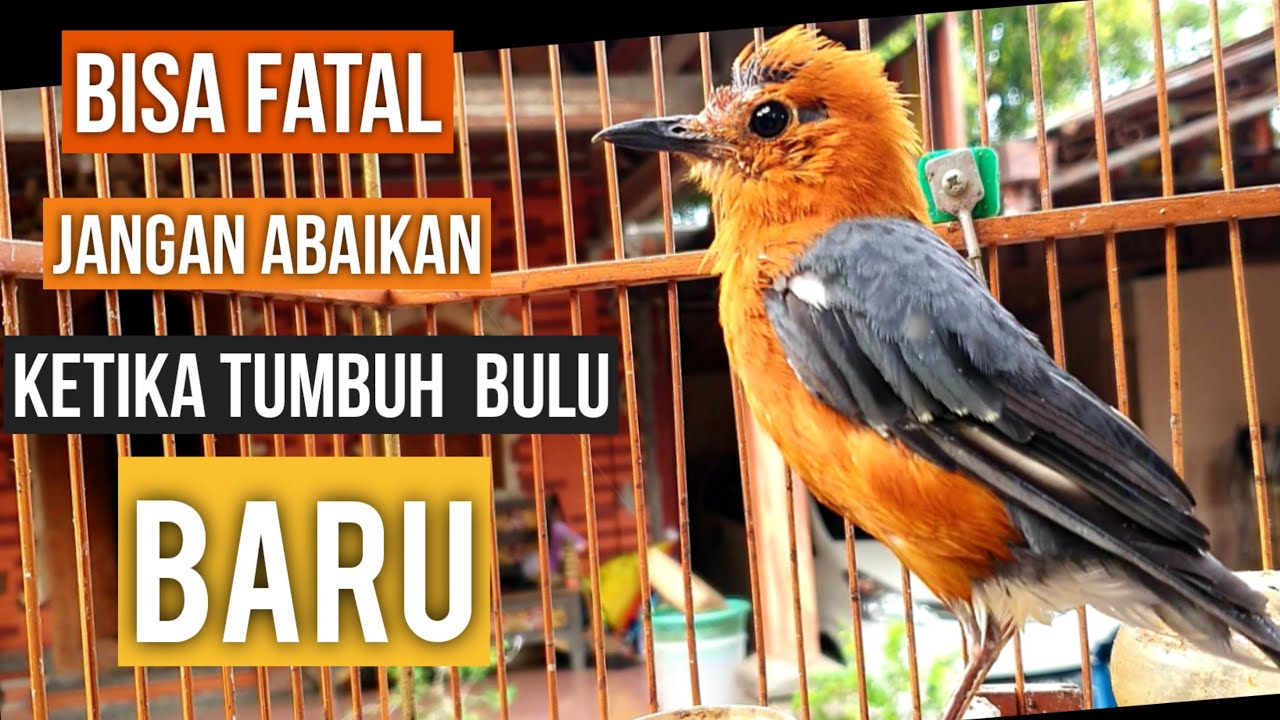 Langkah Setelah Mabung/Ngurak  tumbuh bulu baru