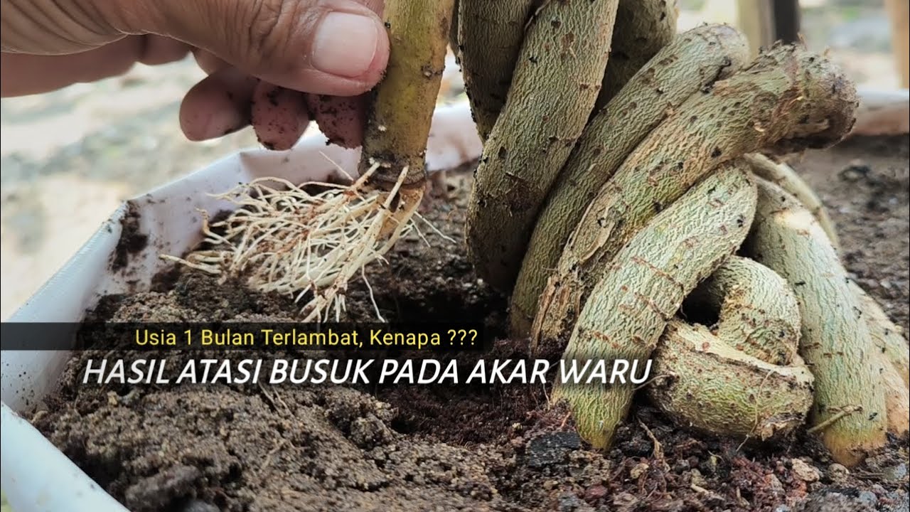 Обновленные результаты по борьбе с корневой гнилью в материале для бонсай Вару