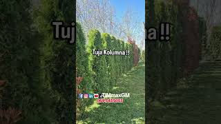 Živa ograda od Fotinije i tuje Kolumne !!! #gardenservis_timmax #živaograda #fotinija #timmaxgm