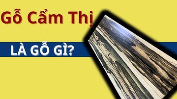 Tìm Hiểu Về Gỗ Cẩm Thị, Gỗ Cẩm Thị Là Gì?