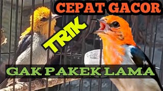 Cara CEPAT Menggacorkan Kemade Keres. Sederhana tapi Hasil NYATA