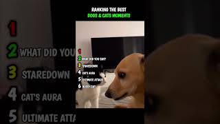 WE LOVE THEM BOTH PART2 |SUBSCRIBE FOR MORE|#funny #animal