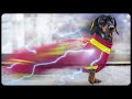 SUPER DOGS use POWERS! Try not to laugh or grin!