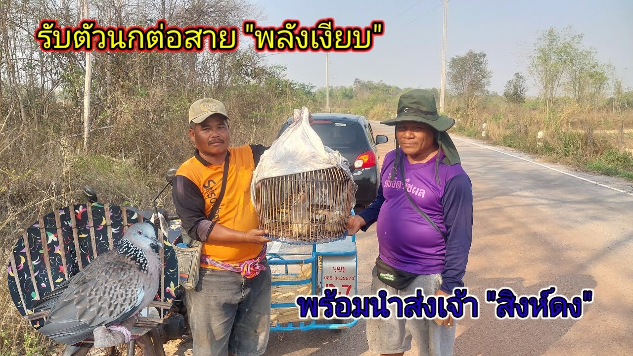 เดินทางไปรับตัวนกต่อพลังเงียบ เจ้าบุญผลา พร้อมส่งมอบเจ้าสิงห์ดง #ต่อนกเขาใหญ่