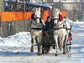 Disznóvágás Gyergyószentmiklóson  -29 °C, állatvédő vált