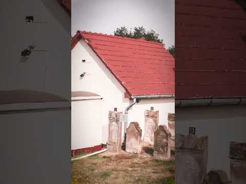 Zechus Avos • Moishy Schwartz & Dovy Meisles | זכות אבות • מוישי שווארץ ודובי מייזעלס