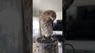 Crazy Transformation