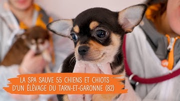 La SPA intervient dans un élevage du Tarn-et-Garonne (82) pour sauver une cinquantaine de chiens.