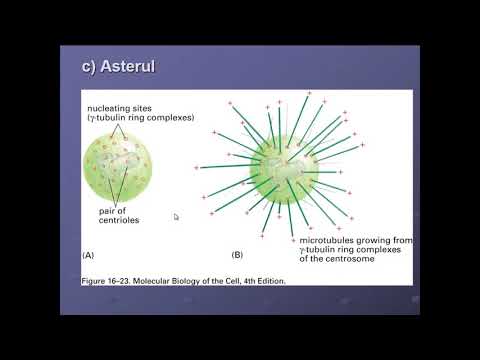 Video: Diferența Dintre Microtubuli și Microfilamente