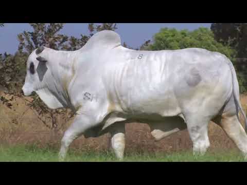 45º Mega Leilão Anual Carpa | TOUROS LOTE 88 - 6221