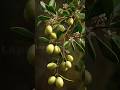 Seed to Olive 🫒 | Tree Growth Timelapse #Shorts