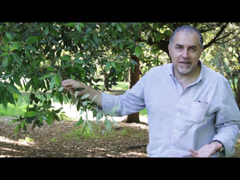 Video: Dove si possono trovare le querce bianche?