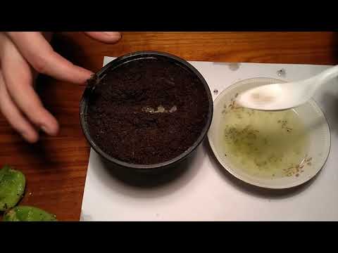 Wideo: Jak Wyhodować Kiwi Z Nasion