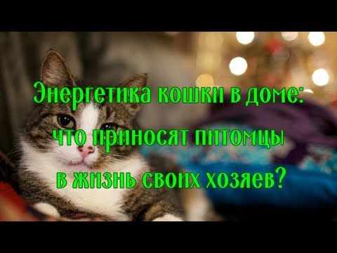 Энергетика кошки в доме Что приносят питомцы в жизнь своих хозяев Energy of a cat in the house