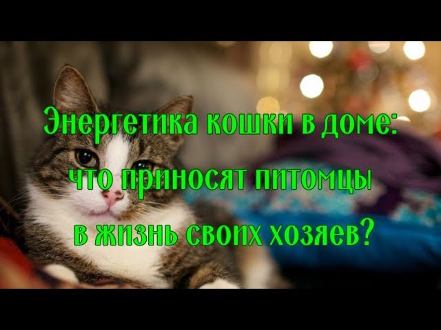 Почему кошки мурлыкают В чем польза для человека Why do cats purr - YouTube