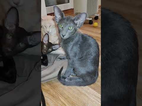Ориентальные котята