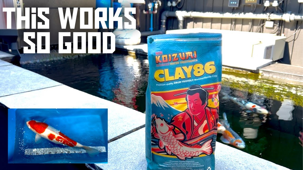 KOI POND TRICKS AND TIPS TO GET GREAT WATER **NEW POND CLAY THAT WORKS ...
