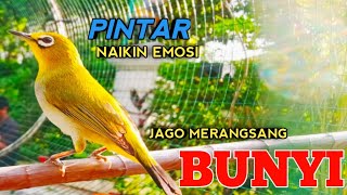 Suara Pleci Betina Memanggil Jantan