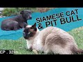 Siamese cat living with a pit bull how do we make them get along