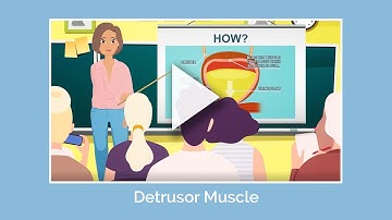 The Detrusor Muscle