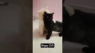 cat love videos | my pets |