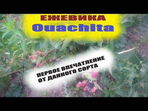 Ежевика садовая Аучита(Ouachita)