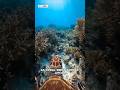 A Turtle’s Journey From Beach to Deep Ocean 🌊 | Real Ocean POV #shorts