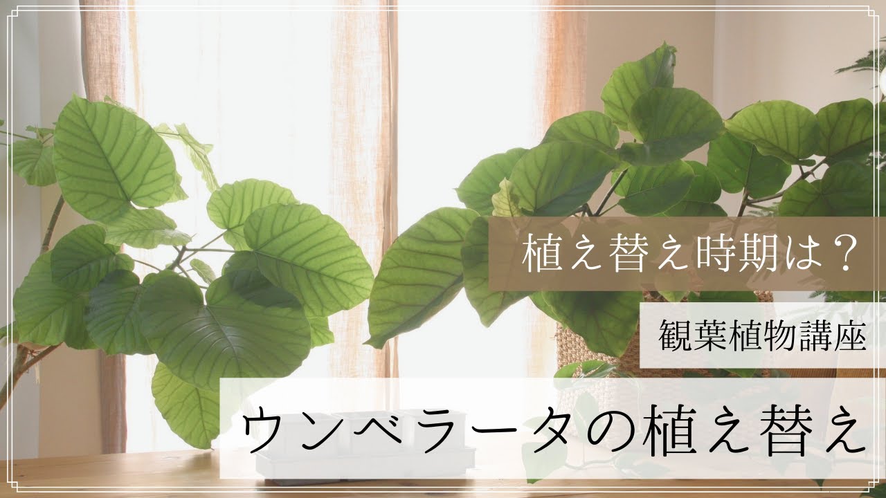 失敗しない ウンベラータの植え替え時期と作業のポイント 観葉植物の基礎知識 Apego