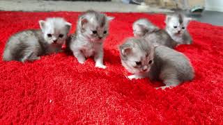 ragdoll kittens 18 days old #ragdoll #ragdollcats #ragdollkitten #ragdolls