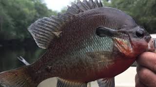 Big Redbreast and Bluegills on the Satilla River!