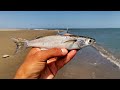 Pesca de PLAYA con CARNADA VIVA